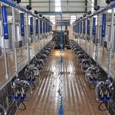 Balıkkılçığı Sağım Sistemi