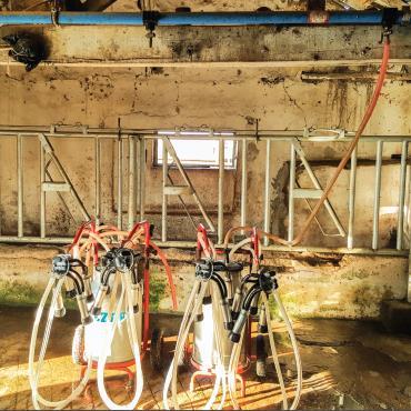 Güğüme Sağım Sistemleri