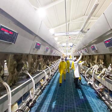 Paralel Hızlı Çıkışlı Sağım Sistemi